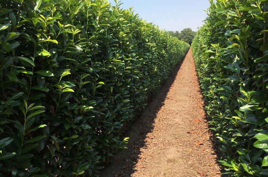 Bobkovišeň lékařská 'Genolia' - předpěstovaný živý plot - Prunus laurocerasus 'Genolia' - předpěstovaný živý plot