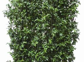 Bobkovišeň portugalská 'Angustifolia' - předpěstované živé ploty - Prunus lusitanica 'Angustifolia' - předpěstované živé ploty