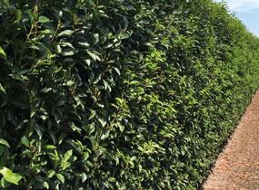 Bobkovišeň portugalská 'Angustifolia' - předpěstované živé ploty - Prunus lusitanica 'Angustifolia' - předpěstované živé ploty