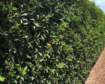 Bobkovišeň portugalská 'Angustifolia' - předpěstované živé ploty