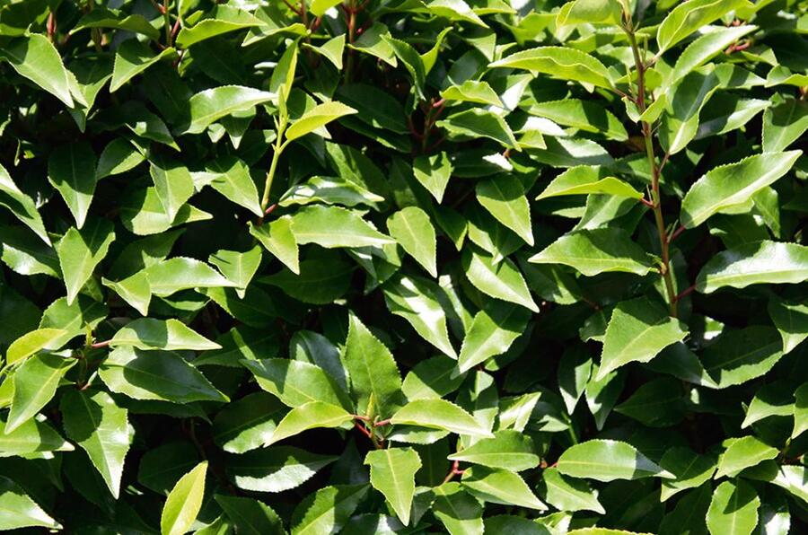 Bobkovišeň portugalská 'Angustifolia' - předpěstované živé ploty - Prunus lusitanica 'Angustifolia' - předpěstované živé ploty