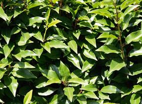 Bobkovišeň portugalská 'Angustifolia' - předpěstované živé ploty - Prunus lusitanica 'Angustifolia' - předpěstované živé ploty