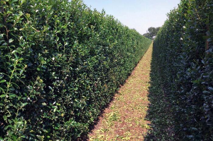 Cesmína 'Heckenblau' - předpěstovaný živý plot - Ilex meserveae 'Heckenblau' - předpěstovaný živý plot