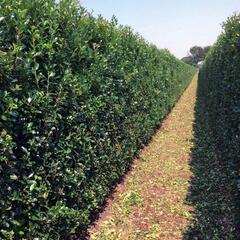 Cesmína 'Heckenblau' - předpěstovaný živý plot - Ilex meserveae 'Heckenblau' - předpěstovaný živý plot
