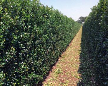 Cesmína 'Heckenblau' - předpěstovaný živý plot