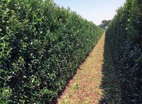 Cesmína 'Heckenpracht' - předpěstovaný živý plot - Ilex meserveae 'Heckenpracht' - předpěstovaný živý plot
