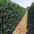 38669-586ilex-meserveae-heckenpracht-summer-1.jpg