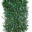 Cesmína 'Heckenpracht' - předpěstovaný živý plot - Ilex meserveae 'Heckenpracht' - předpěstovaný živý plot