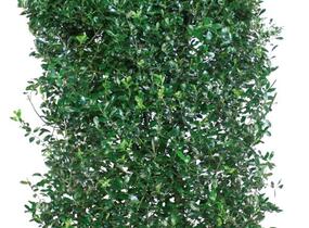 Cesmína 'Heckenpracht' - předpěstovaný živý plot - Ilex meserveae 'Heckenpracht' - předpěstovaný živý plot