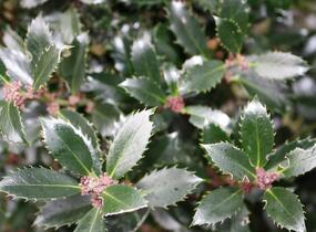 Cesmína 'Heckenpracht' - předpěstovaný živý plot - Ilex meserveae 'Heckenpracht' - předpěstovaný živý plot