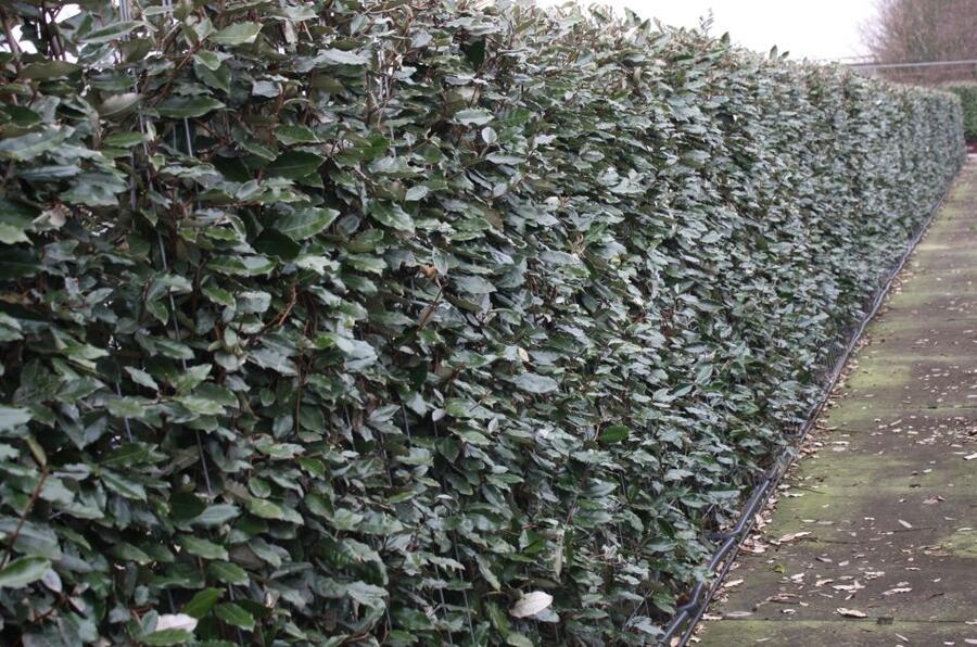 Hlošina Ebbingeova 'Compacta' - předpěstovaný živý plot - Elaeagnus x ebbingei 'Compacta' - předpěstovaný živý plot