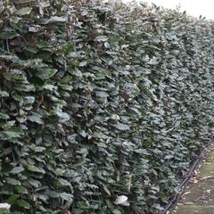 Hlošina Ebbingeova 'Compacta' - předpěstovaný živý plot - Elaeagnus x ebbingei 'Compacta' - předpěstovaný živý plot