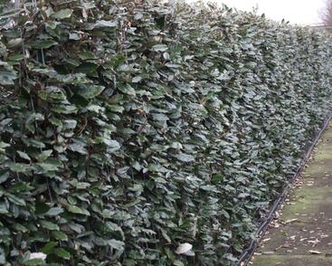 Hlošina Ebbingeova 'Compacta' - předpěstovaný živý plot