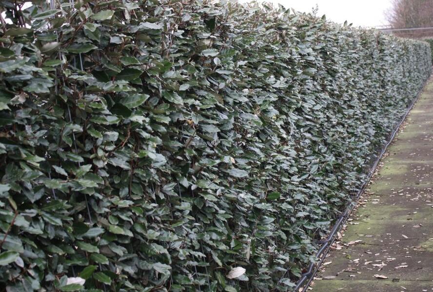 Hlošina Ebbingeova 'Compacta' - předpěstovaný živý plot - Elaeagnus x ebbingei 'Compacta' - předpěstovaný živý plot