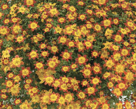 Dvouzubec prutolistý 'Blazing Glory'