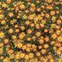 Bidens ferulifolia 'Blazing Glory'.png
