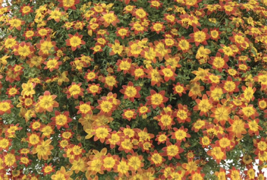 Dvouzubec prutolistý 'Blazing Glory' - Bidens ferulifolia 'Blazing Glory'