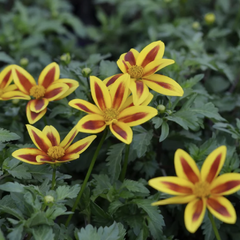 Dvouzubec prutolistý 'Blazing Star' - Bidens ferulifolia 'Blazing Star'