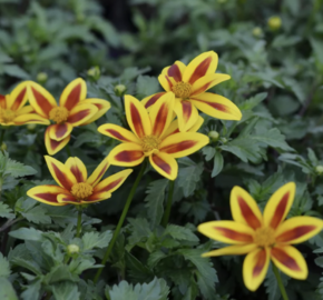 Dvouzubec prutolistý 'Blazing Star' - Bidens ferulifolia 'Blazing Star'