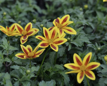 Dvouzubec prutolistý 'Blazing Star'