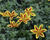 Dvouzubec prutolistý 'Blazing Star'