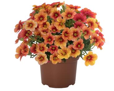 Minipetúnie, Million Bells 'Rainbow Yellow'