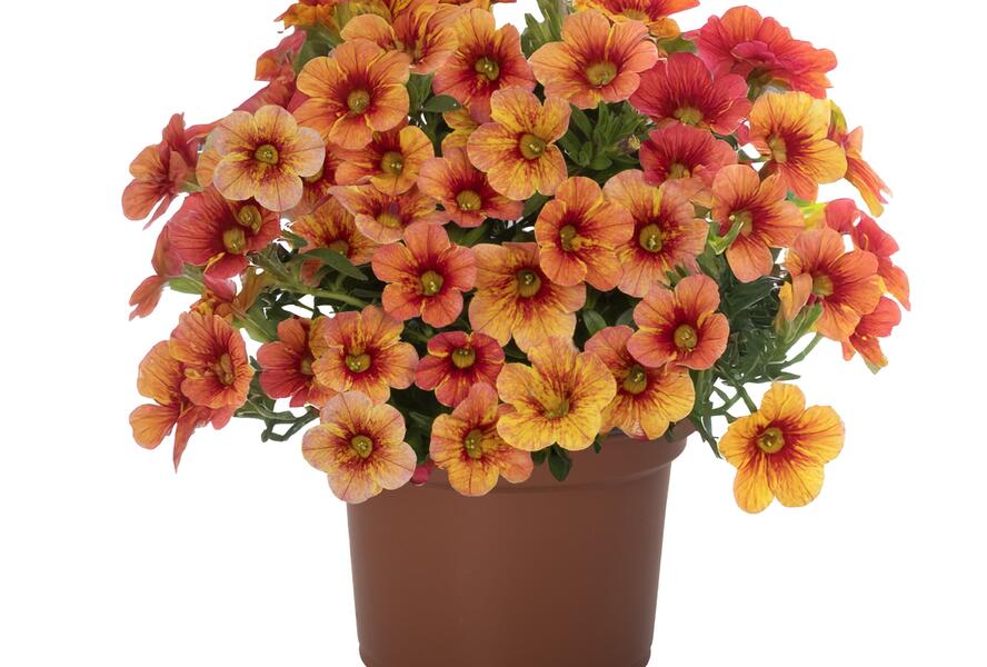 Minipetúnie, Million Bells 'Rainbow Yellow' - Calibrachoa hybrida 'Rainbow Yellow'