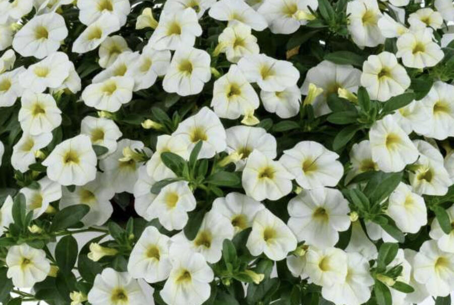 Minipetúnie, Million Bells 'Colibri Blizzard' - Calibrachoa hybrida 'Colibri Blizzard'