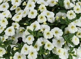 Minipetúnie, Million Bells 'Colibri Blizzard' - Calibrachoa hybrida 'Colibri Blizzard'