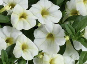 Minipetúnie, Million Bells 'Colibri Blizzard' - Calibrachoa hybrida 'Colibri Blizzard'