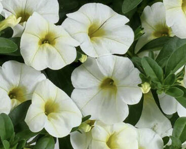 Minipetúnie, Million Bells 'Colibri Blizzard'