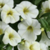 Calibrachoa hybrida Colibri Blizzard.png