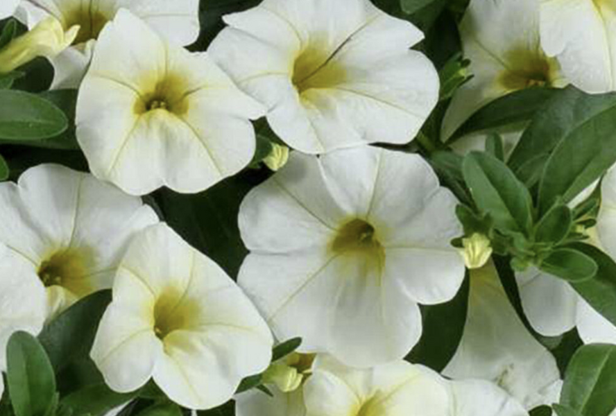 Minipetúnie, Million Bells 'Colibri Blizzard' - Calibrachoa hybrida 'Colibri Blizzard'