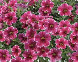 Minipetúnie, Million Bells 'Colibri Cherry Lace'
