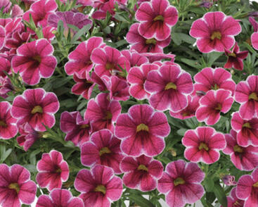 Minipetúnie, Million Bells 'Colibri Cherry Lace'