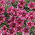 Calibrachoa hybrida 'Colibri Cherry Lace'.png