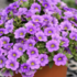 Calibrachoa hybrida 'Colibri Dark Lavender'.png