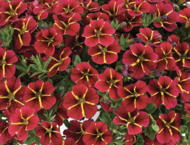 Minipetúnie, Million Bells 'Colibri Exotic Red Bling' - Calibrachoa hybrida 'Colibri Exotic Red Bling'