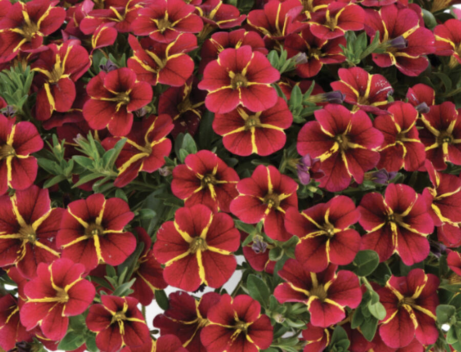 Minipetúnie, Million Bells 'Colibri Exotic Red Bling' - Calibrachoa hybrida 'Colibri Exotic Red Bling'