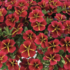 Calibrachoa hybrida 'Colibri Exotic Red Bling'.png