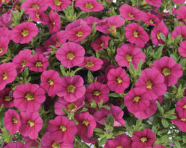 Minipetúnie, Million Bells 'Colibri Fuchsia'