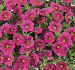 Minipetúnie, Million Bells 'Colibri Fuchsia'