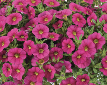 Minipetúnie, Million Bells 'Colibri Fuchsia'