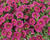 Minipetúnie, Million Bells 'Colibri Fuchsia'