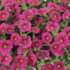 Calibrachoa hybrida 'Colibri Fuchsia'.png
