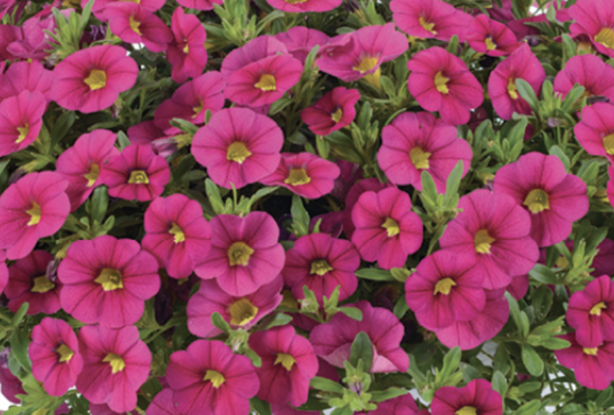 Minipetúnie, Million Bells 'Colibri Fuchsia' - Calibrachoa hybrida 'Colibri Fuchsia'
