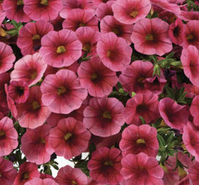 Minipetúnie, Million Bells 'Colibri Malibu Pink'