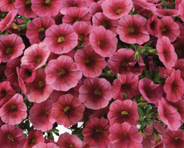 Minipetúnie, Million Bells 'Colibri Malibu Pink'