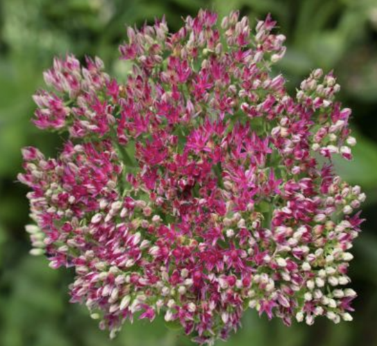 Rozchodník nachový 'Surrender Rose' - Sedum telephium 'Surrender Rose'