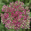 Rozchodník nachový 'Surrender Rose' - Sedum telephium 'Surrender Rose'
